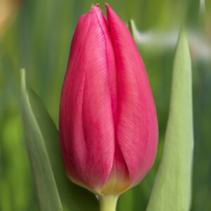 Тюльпан Ivanka 600 цибулин розмір 12+