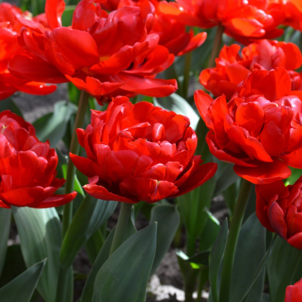 Тюльпан Abba 600 цибулин розмір 12+