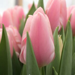 Тюльпан Algarve 600 цибулин розмір 12+