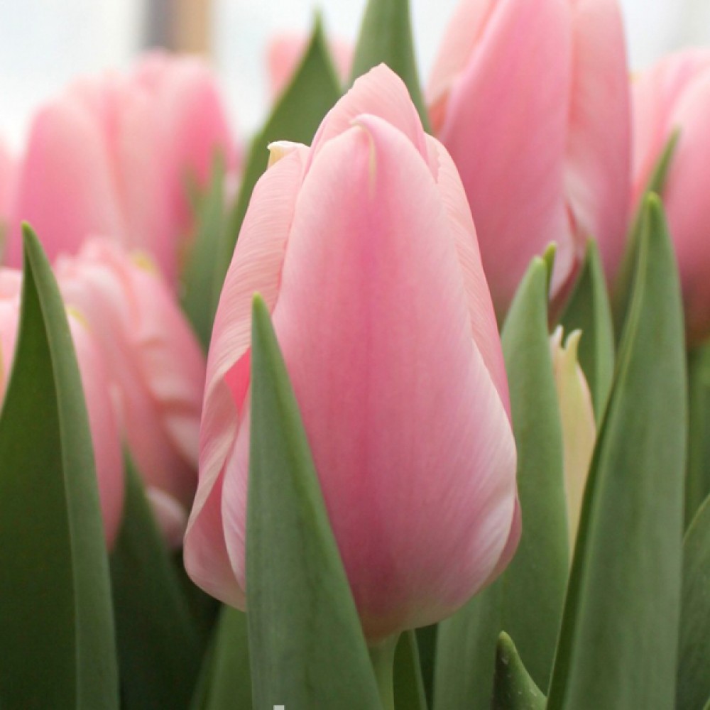 Тюльпан Algarve 600 цибулин розмір 12+