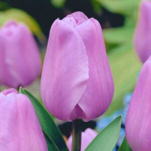 Тюльпан Alibi 600 цибулин розмір 12+