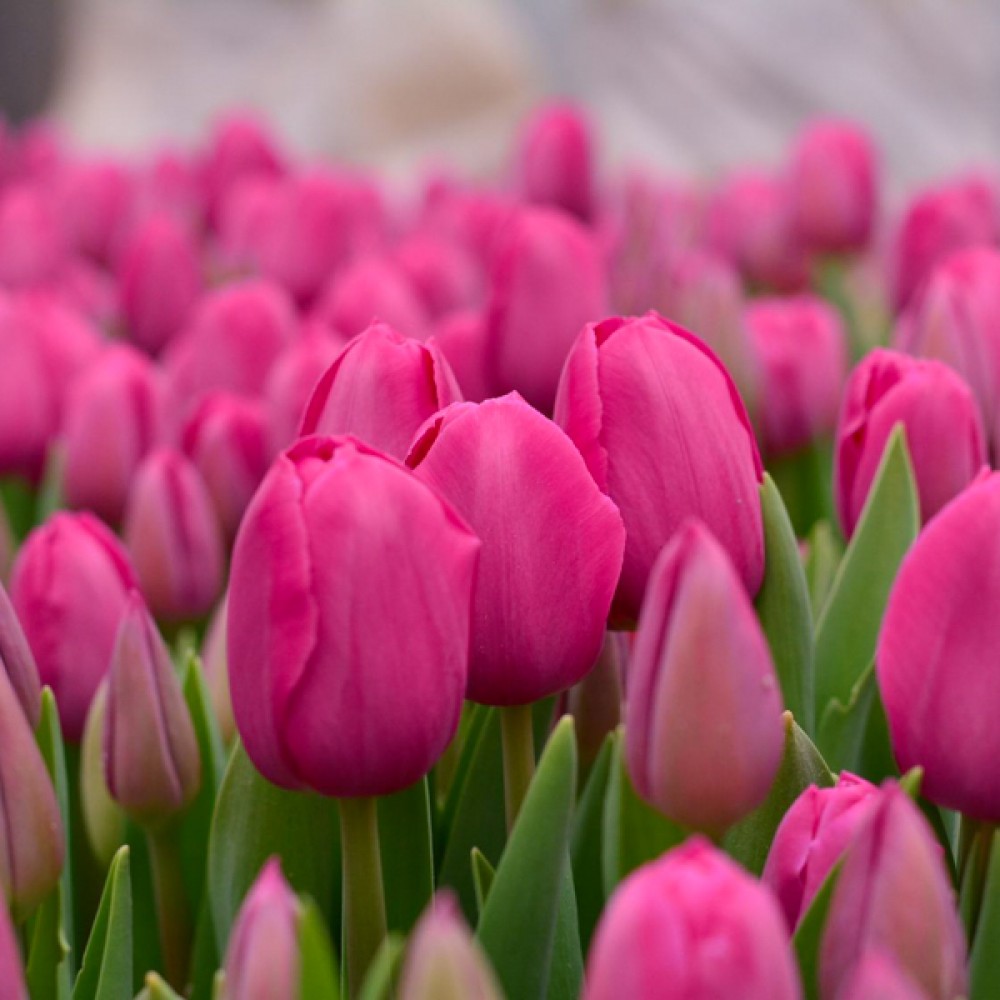 Тюльпан Barcelona Pink 600 цибулин розмір 12+