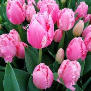 Тюльпан Bell Song 600 цибулин розмір 12+