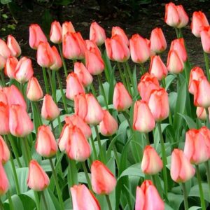 Тюльпан Біг Чіф 25 цибулин розмір 10/11