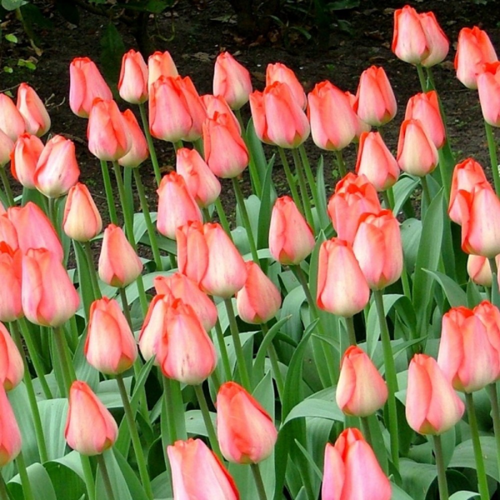 Тюльпан Біг Чіф 25 цибулин розмір 10/11