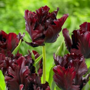 Тюльпан Black Parrot 600 цибулин розмір 12+