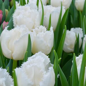 Тюльпан Cambridge 600 цибулин розмір 12+