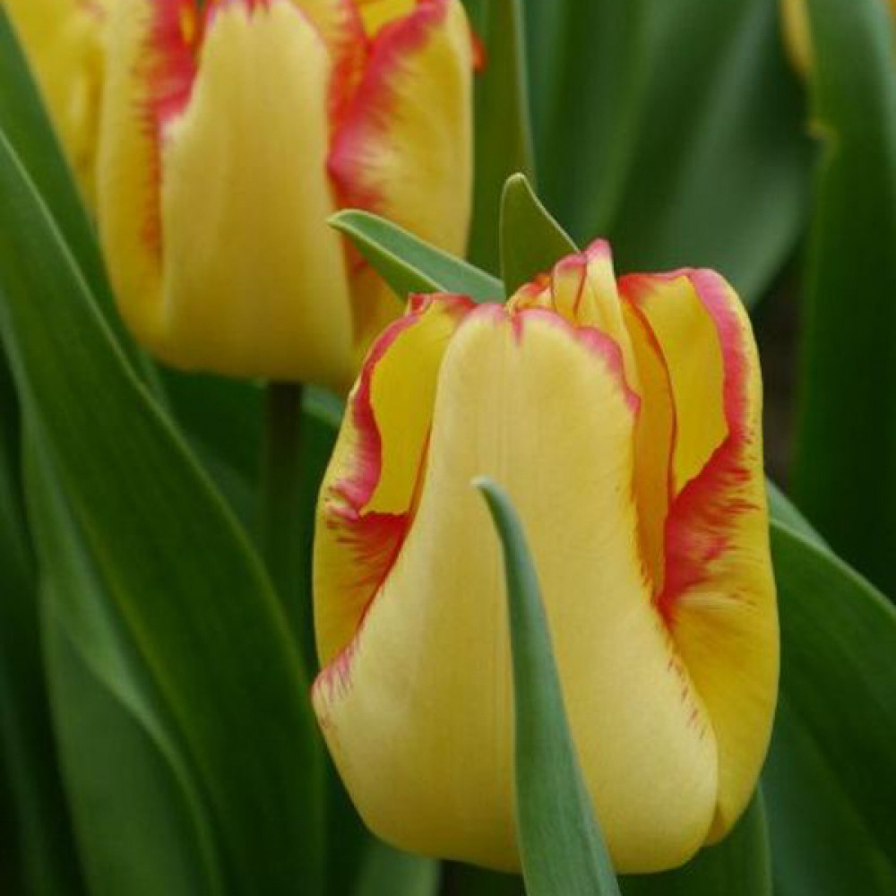 Тюльпан Cape Town 600 цибулин розмір 12+