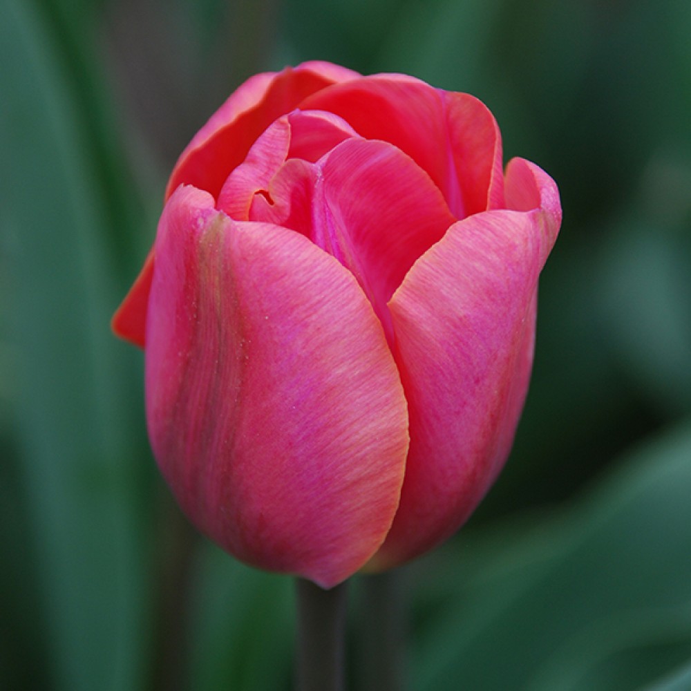 Тюльпан Carola 600 цибулин розмір 12+