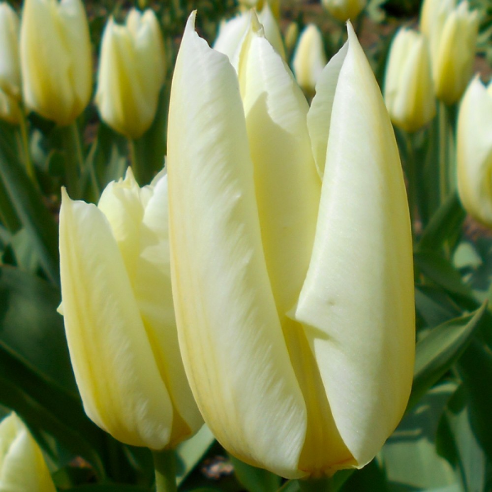 Тюльпан Cheers 600 цибулин розмір 12+