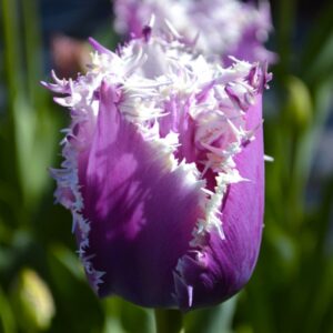 Тюльпан Каммінс упаковка 30 цибулин розмір 10/11