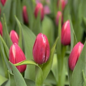 Тюльпан Downtown 600 цибулин розмір 12+