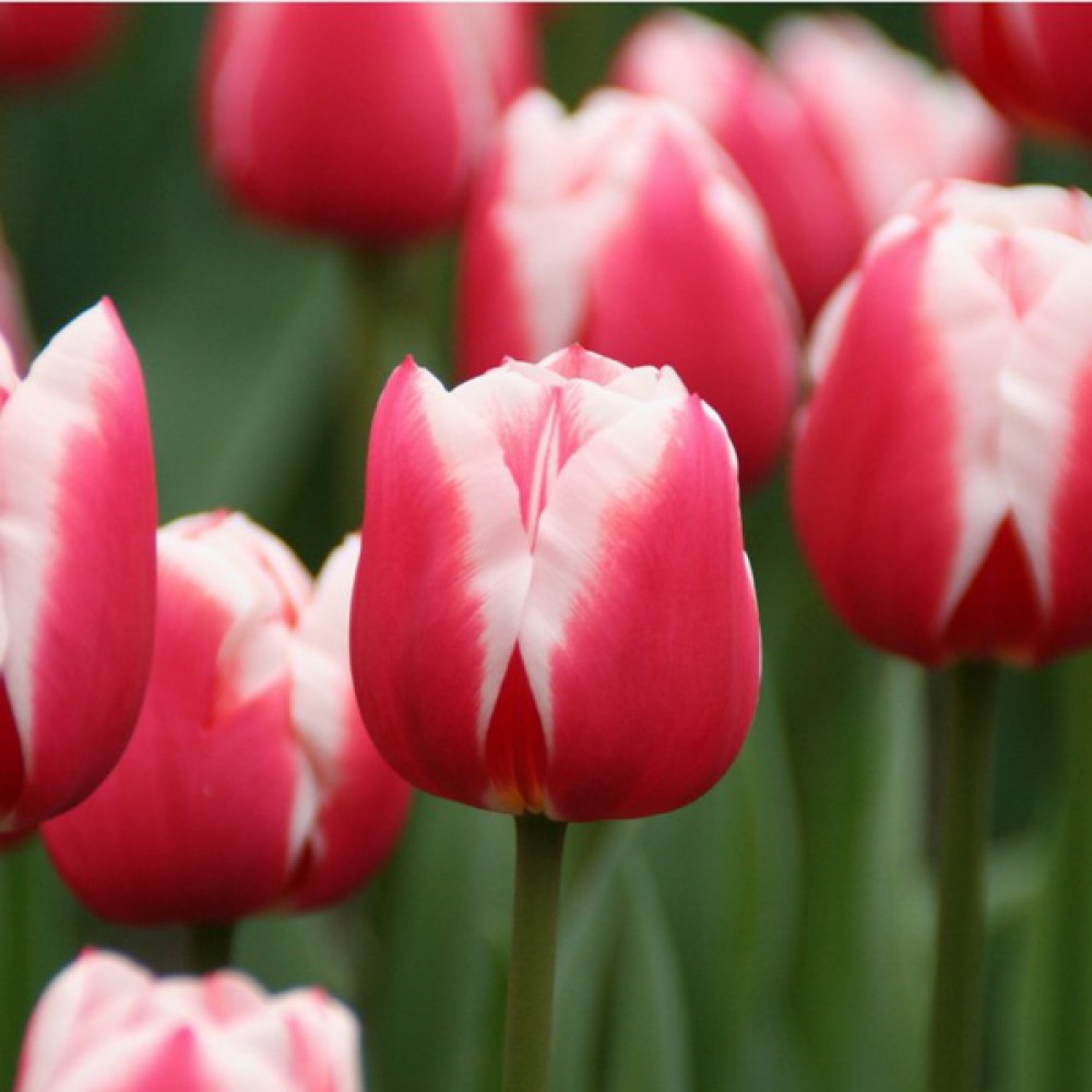 Тюльпан Timeless 600 цибулин розмір 12+