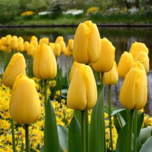 Тюльпан Golden Parad 600 цибулин розмір 12+