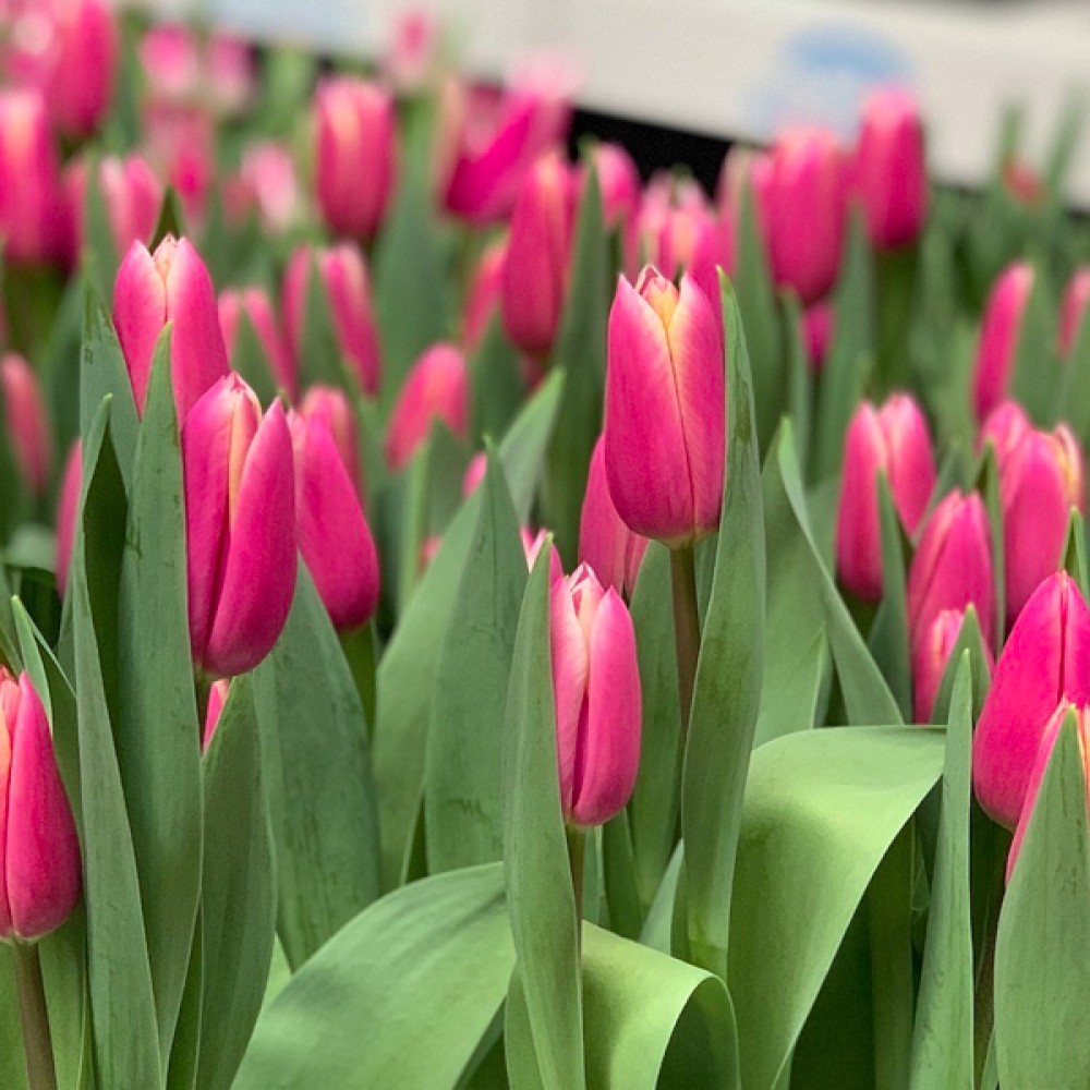 Тюльпан Kadima 600 цибулин розмір 12+