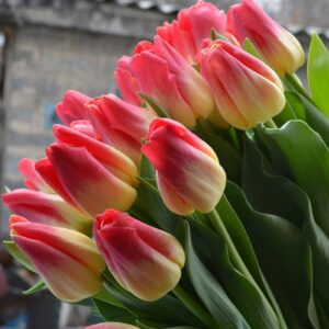 Тюльпан Match 600 цибулин розмір 12+