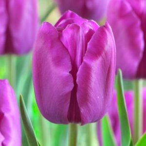 Тюльпан Milka 600 цибулин розмір 12+