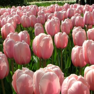 Тюльпан Salmon impression 600 цибулин розмір 12+