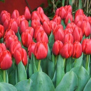 Тюльпан Surrender 600 цибулин розмір 12+