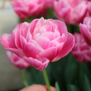 Тюльпан Vogue 600 цибулин розмір 12+