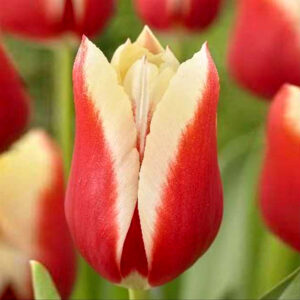 Тюльпан Delta Queen 600 цибулин розмір 12+