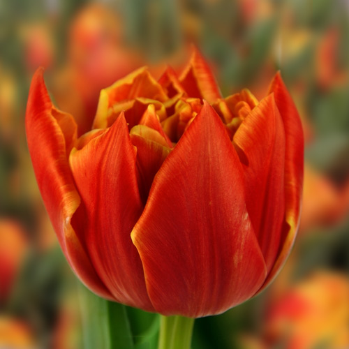 Тюльпан Edition 600 цибулин розмір 12+