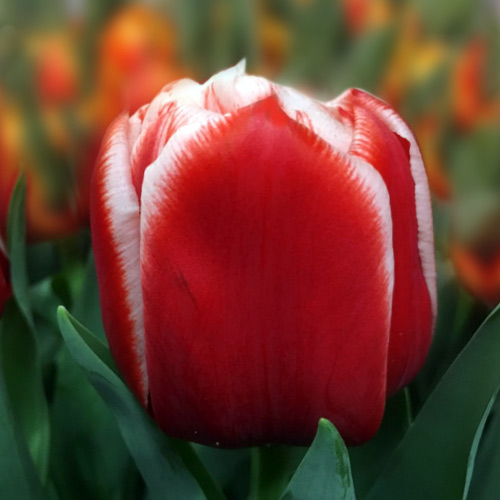 Тюльпан Everton 600 цибулин розмір 12+