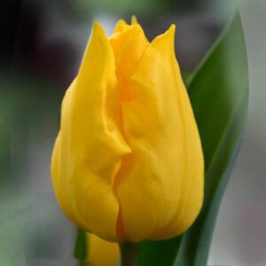 Тюльпан Privat Dancer 600 цибулин розмір 12+