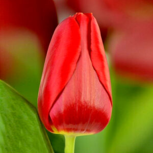 Тюльпан Ред Парадісо 25 цибулин розмыр 10/11