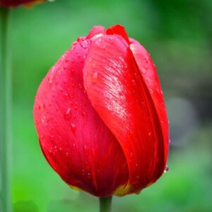 Тюльпан Ред Ревайвл 25 цибулин розмір 10/11