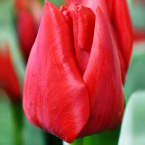 Тюльпан Ben van Zanten 600 цибулин розмір 12+