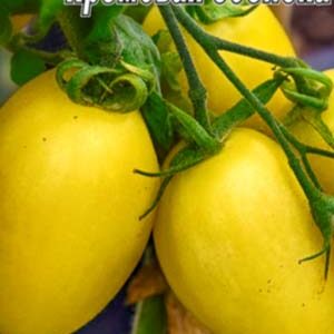 Томат Кремова сосиска (Cream sausage) пакет 20 насінин