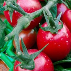 Томат Ягідка F1 пакет 20 насінин