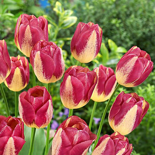 Тюльпан Boston 600 цибулин розмір 12+