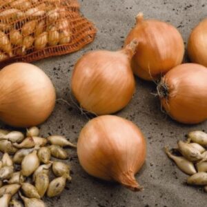 Цибуля Крусадо сітка 10 кг розмір 8/21