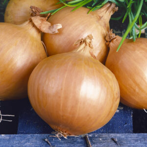 Цибуля Купідо сітка 1 кг розмір 10/12