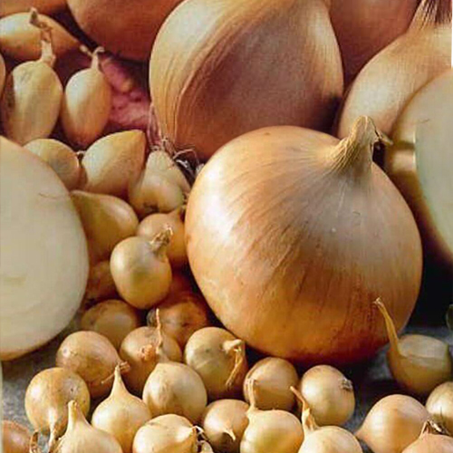 Цибуля Радар сітка 10 кг розмір 8/21