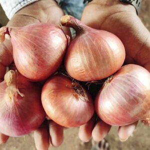 Цибуля Розанна сітка 1 кг розмір 10/12