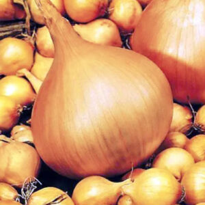 Цибуля Сеншуй сітка 10 кг розмір 10/21