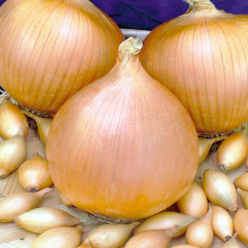 Цибуля Сеттон сітка 10 кг розмір 10/21