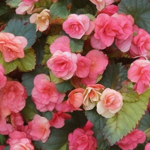 Цибулини-бегоний