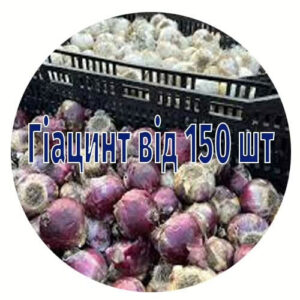 Цибулини гіацинтів від 150 шт