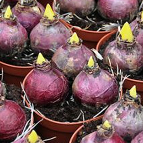 цибулини-гіацинтів