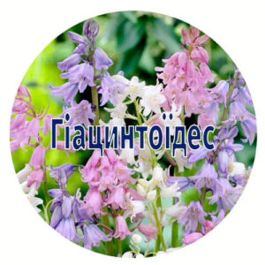 Цибулини гіацинтоідеса від 20 шт