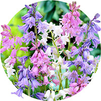 Цибулини гіацинтоїдесів