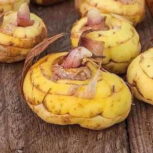 цибулини-гладіолусів