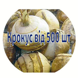 Цибулини крокусів від 500 шт
