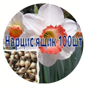 Цибулини нарцисів від 100 шт