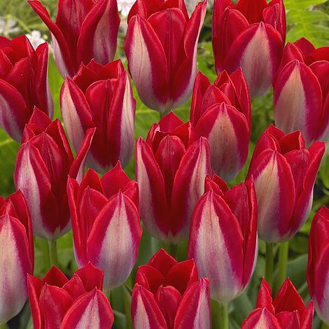 Тюльпан Gerrit de jongh 600 цибулин розмір 12+