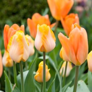 Тюльпан Бестселлер 25 цибулин розмір 10/11